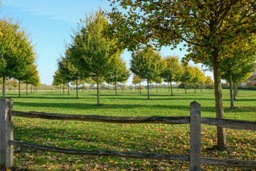 Sapling trees in rows at autumn