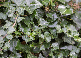 Profusion of ivy, background