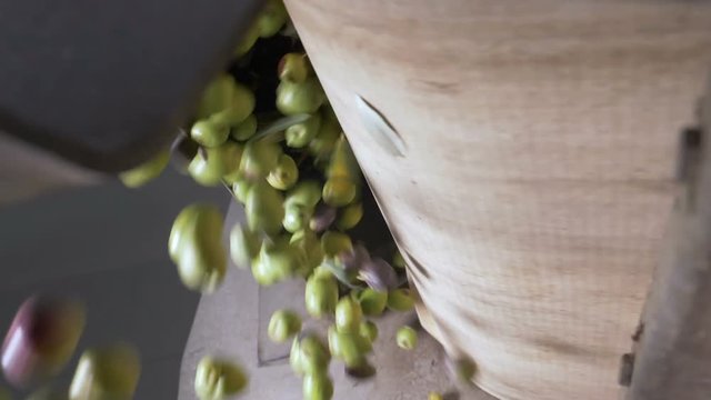 Olive Oil production in South of Italy-olives falling in the crusher-slow motion