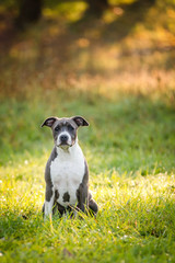 puppy staffordshire terrier walks in the park in autumn