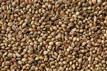 Hemp seeds. Close up. Space for text.