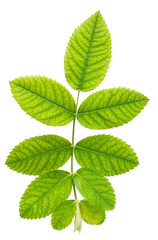 green leaf of rose is isolated on white background, close up