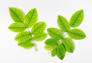 flat lay of green leaf with veins of rose on white background