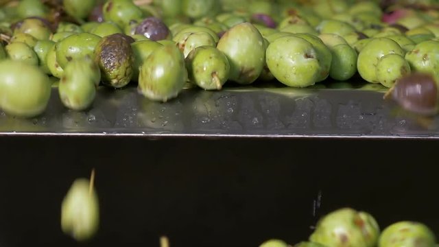 Olive oil production- checking olives- South of Italy