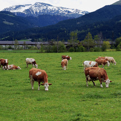 Fototapeta na wymiar Herd of cows on a summer pasture. Beautiful snow capped mountain on background. Square shape image.