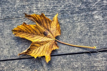 Yellow autumn leaves on the background a old wood  / Background for artwork and design