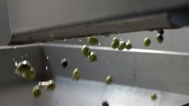 Olive industry- Oil production- olives falling - slow motion