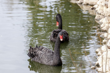 A pair of black swans