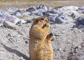himalayan marmot eating snacks
