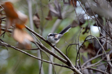 ピンポン玉くらいの小さな鳥、エナガ。