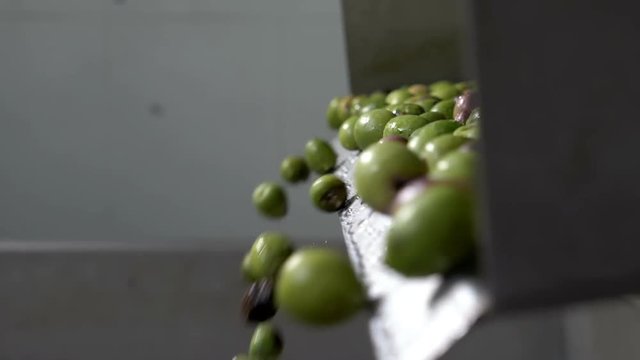 Olive oil farm- cleaning olives falling in the crusher- South of Italy