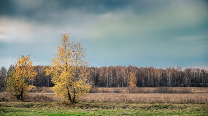 autumn glade in a forest background