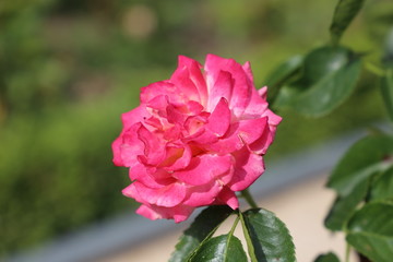 Rosas