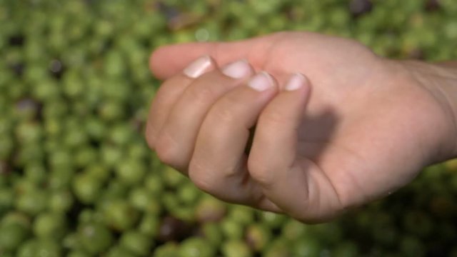 oil, olives, production. Farmer's hand opening and showing an olive- slow motion