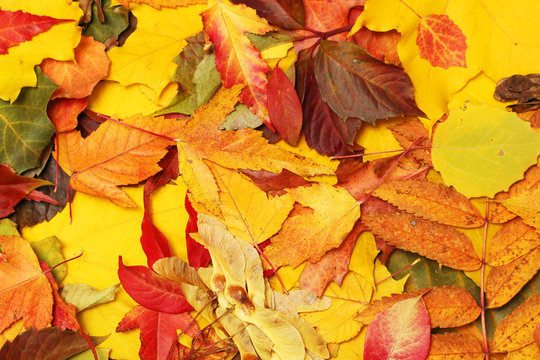 Background formed with bright autumn leaves