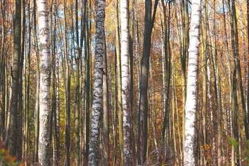 beautiful scene with birches in yellow autumn birch forest in october among other birches in birch grove