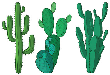 beautiful cactus with white background in vector illustration 