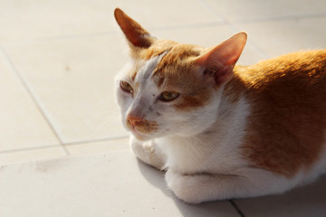 Ginger stray cat at street in Vietnam