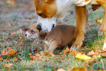Naklejka na ściany i meble three weeks mixed breed puppy on a grass with his mother in autumn