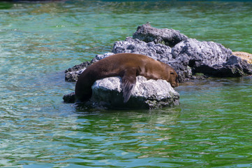 Fototapeta premium Sea lion in zoological garden.Osaka,japan.