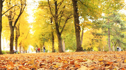 leaves and people in a park in fall