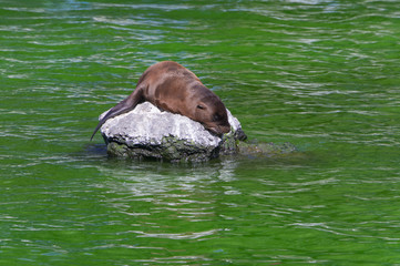 Naklejka premium Sea lion in zoological garden.Osaka,japan.