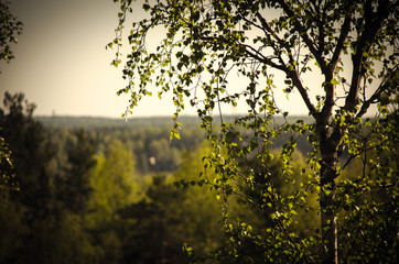 sunset in the forest