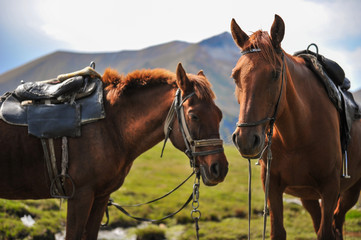 Horses on the background of mountains near the Georgian military road