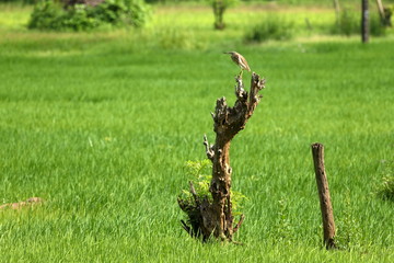 Paddyreiher im Reisfeld 