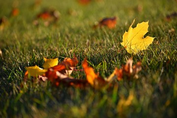 Colorful foliage in the autumn park. Concept for colorful seasonal nature background in autumn time.