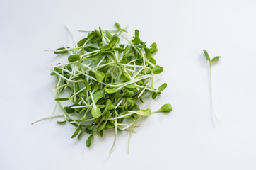 Micronutrient sunflower seedlings.