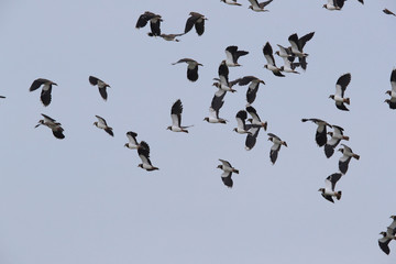 Lapwing. Northern lapwing. Vanellus vanellus,texel,holland