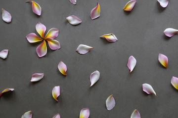 Flat lay top view Wallpaper pattern of plumeria flowers laying on Dark table background.
