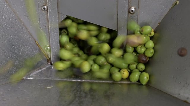 group of olives falling in the crusher- Olive Oil production in South of Italy