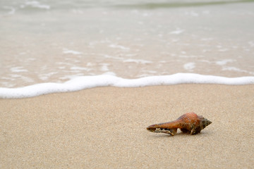 sea shell on sea beach.