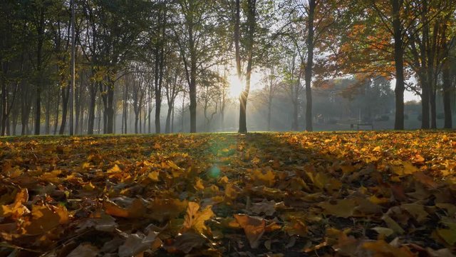 Gimbal shot of colorful autumn leaves in city park early in the morning. Autumn fall background.