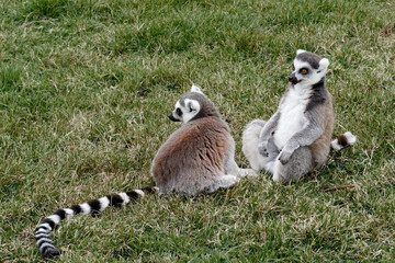 Naklejka na ściany i meble ring-tailed lemurs sitting on grass sticking out tongue