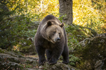 Fototapeta premium bear