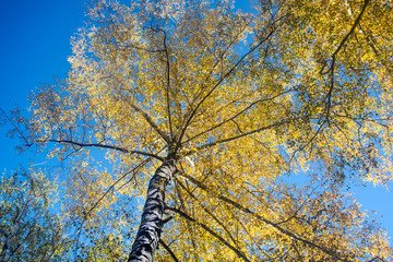  White birch with autumn leaves against the blue sky. View from below