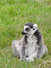 Ring-tailed Lemur sitting on grass