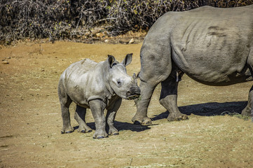 Young Southern White Rhino calf, about two months old, standing near its mother. Also called square-lipped rhinoceros it has a flat 