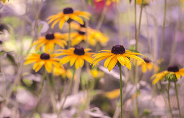 Rudbekia flowers on a rough background with a boke