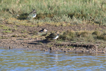 Lapwing. Northern lapwing. Vanellus vanellus,texel,holland