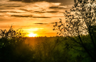 Fototapeta premium sunrise over forest