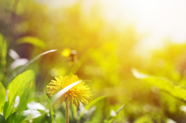 Spring morning concept. Blooming dandelion flower in grren grass with sunlight