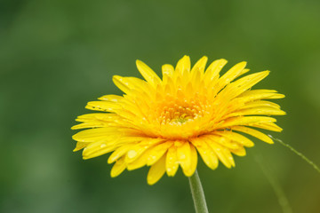 Beautiful yellow flowers with drops of water on green background.