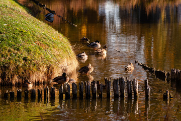 Jesień w parku Branickich, Polska, Podlasie, Białystok © podlaski49