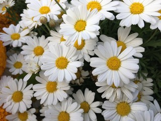 Daisies on white background