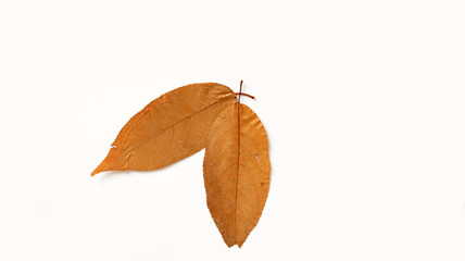 сухие листья