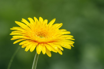 Beautiful yellow flowers with drops of water on green background.